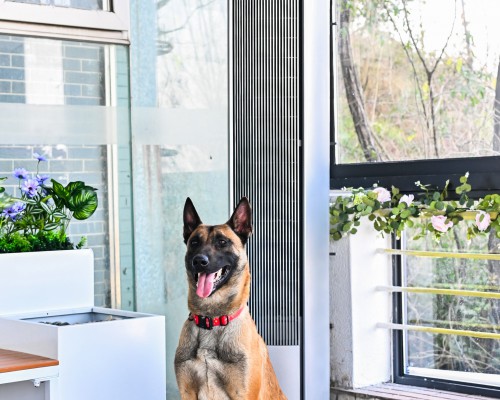 美的助力重庆蓝天搜救犬基地焕新 用全屋智能守护无声英雄